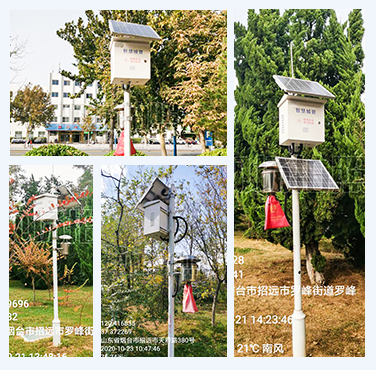 山東招遠(yuǎn)市引進(jìn)多臺(tái)歐柯奇害蟲遠(yuǎn)程實(shí)時(shí)監(jiān)測(cè)系統(tǒng)實(shí)現(xiàn)綠色防控