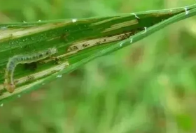 主要地下害蟲——小麥溝牙甲
