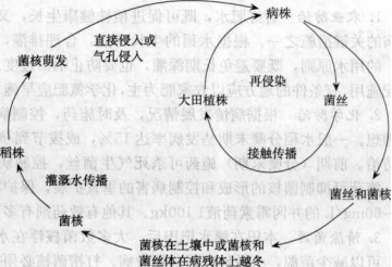 水稻紋枯病的病害循環(huán)