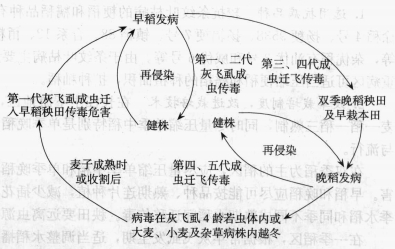 水稻條紋葉枯病的病害循環(huán)