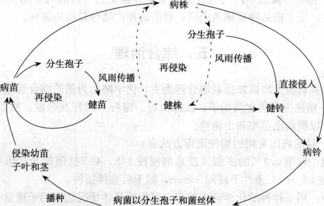 棉花苗期病害的病害循環(huán)