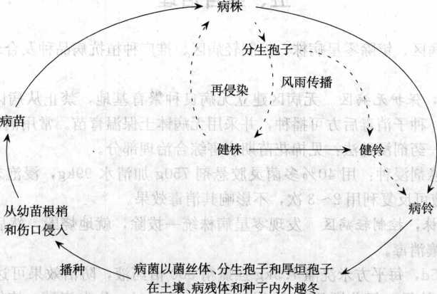 棉花黃萎病的病害循環(huán)