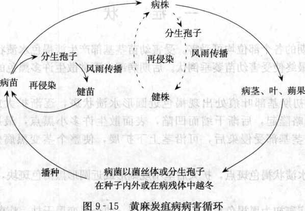 黃麻炭疽病的病害循環(huán)