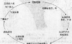 油菜菌核病的病害循環(huán)