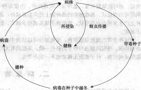 大豆花葉病的病害循環(huán)