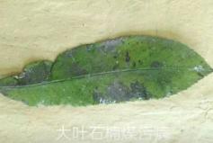 農(nóng)業(yè)植物病理學(xué)的主要研究?jī)?nèi)容