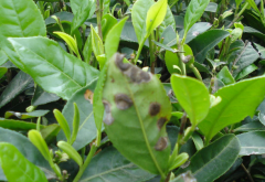 茶云紋葉枯病的簡(jiǎn)介及防治技術(shù) 
