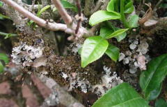 茶樹(shù)種植茶煤病有什么癥狀表現(xiàn),如何防治？ 