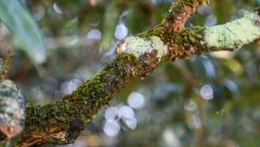 茶樹苔蘚、地衣的癥狀與防治