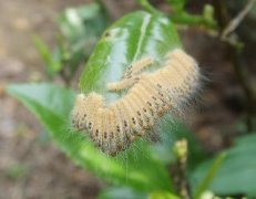 茶毛蟲的發(fā)生規(guī)律與防治技術
